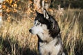 Siberian husky dog Ã¢â¬â¹Ã¢â¬â¹with multi-colored eyes in the autumn forest. Close up